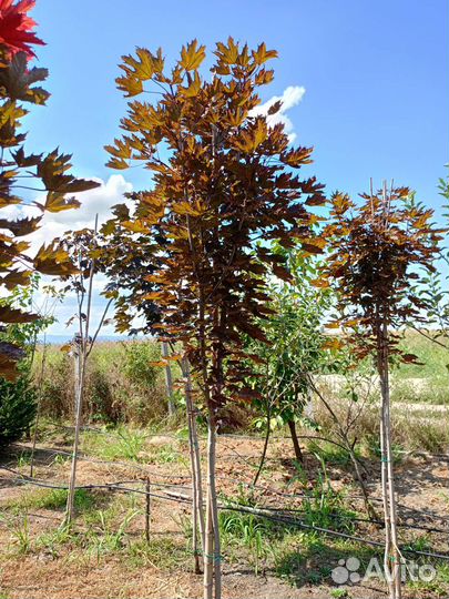 Красный клен, катальпа