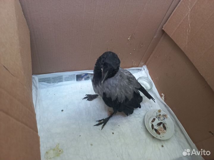 Ворона птенец
