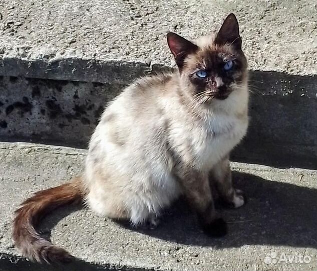 Кошка в добрые руки