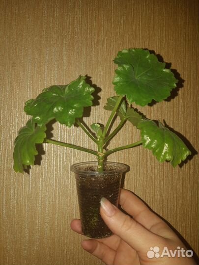 Пеларгония герань(тюльпановидная)