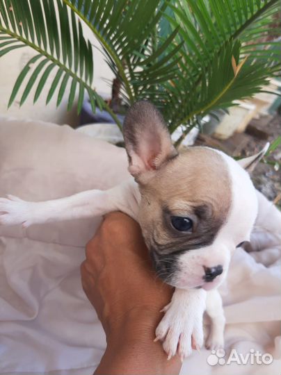 Французский бульдог щенки