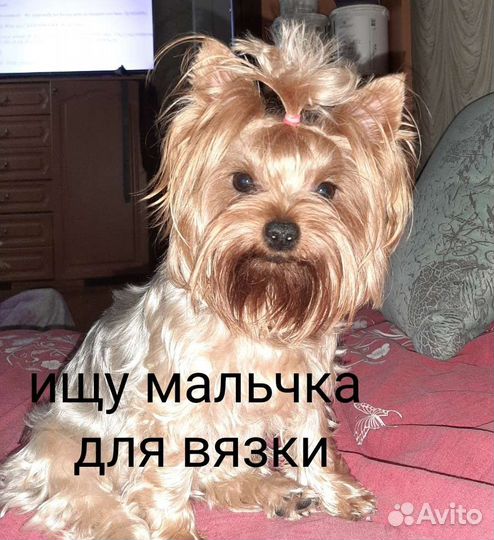 Йоркширский терьер вязка девочка