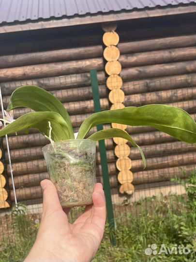 Phal. Peter Blue Diamond х Lueddemaniana