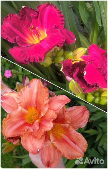 Цветы для сада