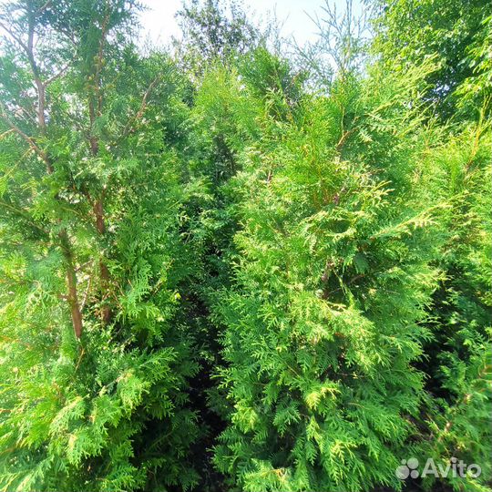 Туя Брабант