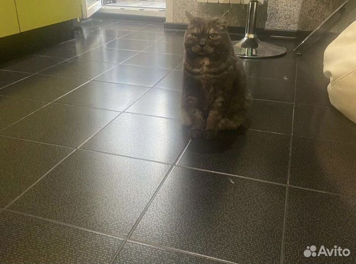 Стрижка кошек груминг