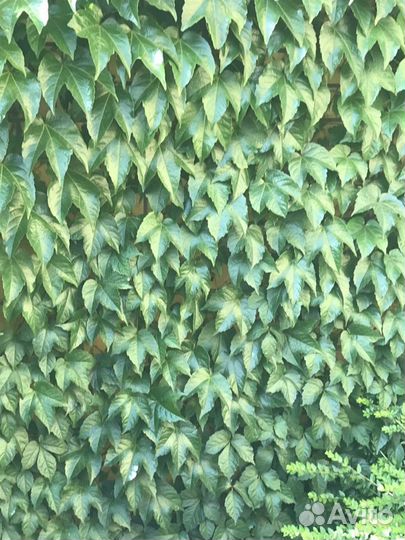 Виноград Вичи