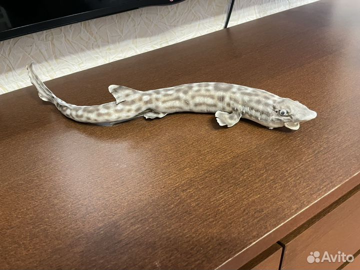 Чучело кошачьей акулы