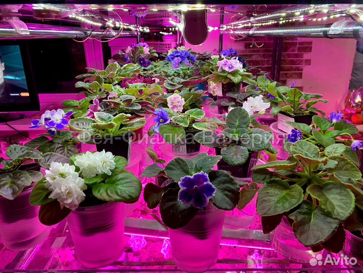 Сортовые фиалки