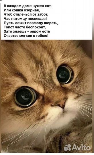 Котята британская шиншилла