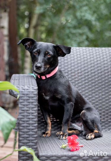 Джина мелкаш в добрые руки