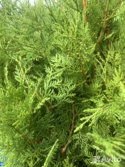 Туя Книжка Туя Пирамидальная 50-80см