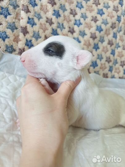 Щенки стандартного бультерьера