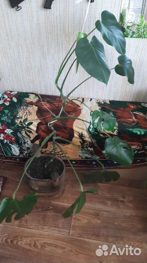 Педилантус, и т.д