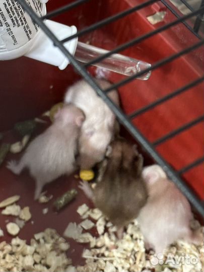 Сирийские хомячки