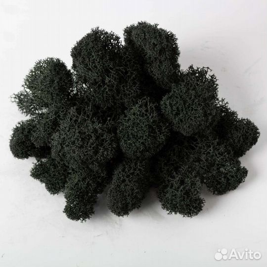 Мох стабилизированный ягель, плоский, кочки, от