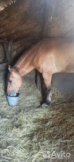 Кабыла, тёлки, жеребец