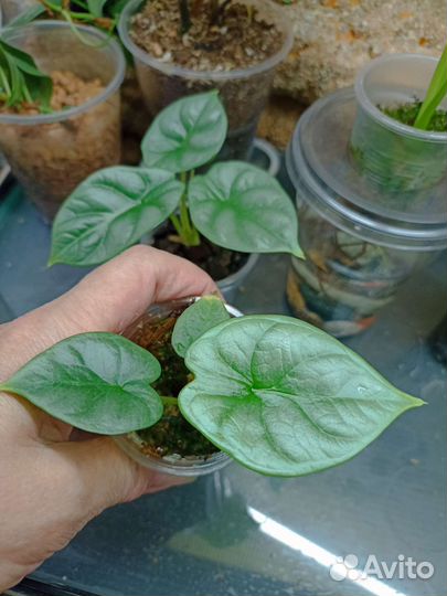 Алоказия Мишольца вариегата минт