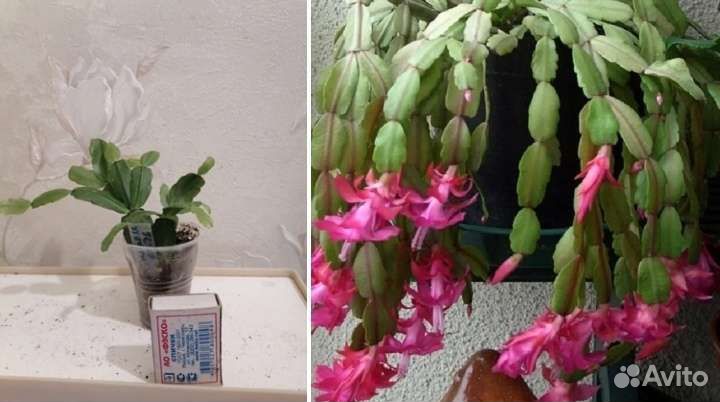 Декабристы,хатиора, пахистахис, катарантус