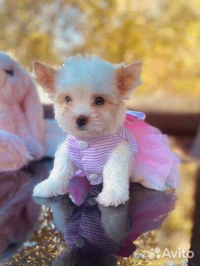 Цветные Йорки, шоколад,голддаст,бивер