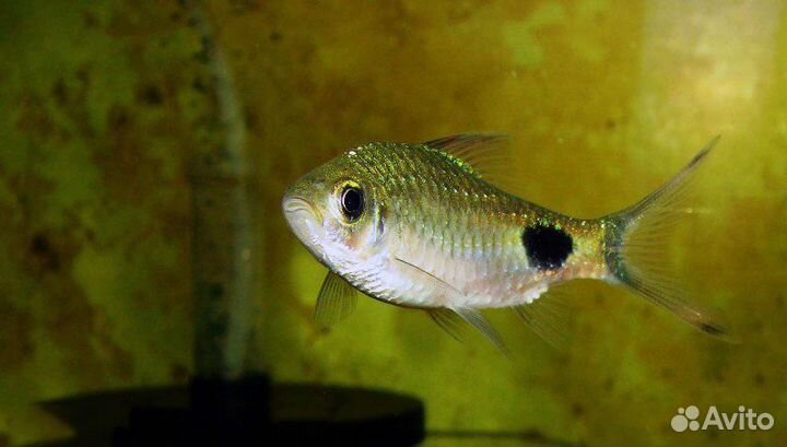 Барбус Филаментоза (Puntius filamentosus)