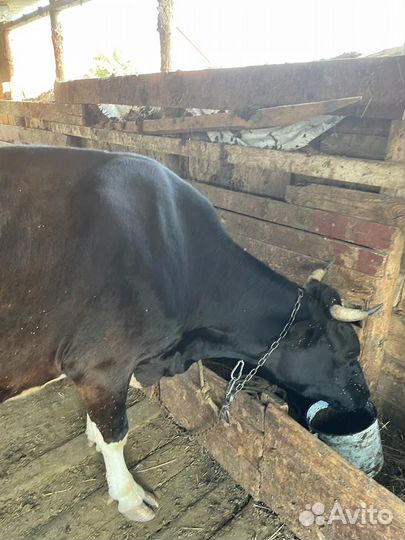 Корова дойная