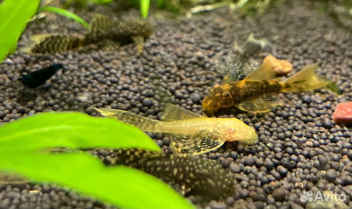 Анциструс вуалевый