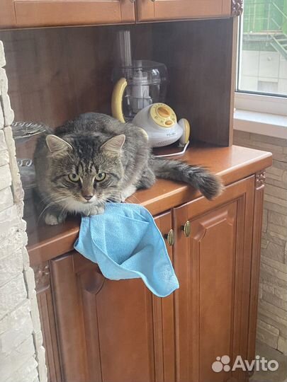 Котик ищет дом