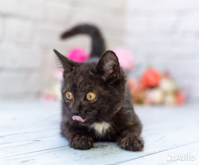 Котенок Афя