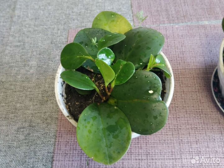 Алое, пеперония, хлорофитум, молочай