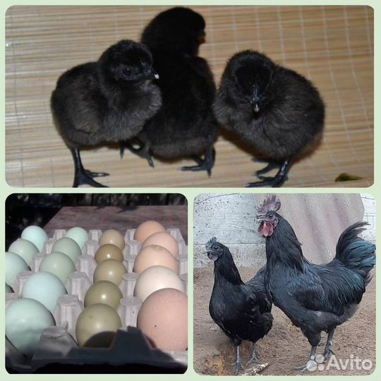 Цыплята Ухейилюй, Лакендази, Амераукана