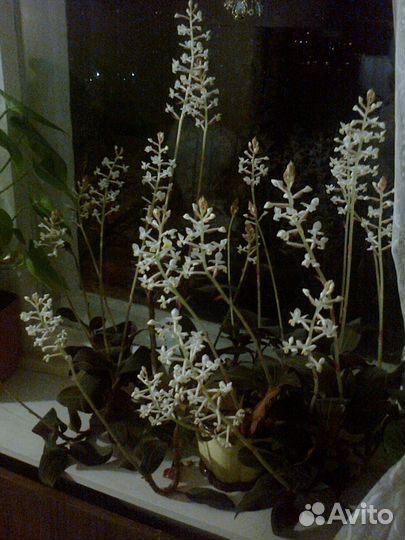 Орхидея лудизия