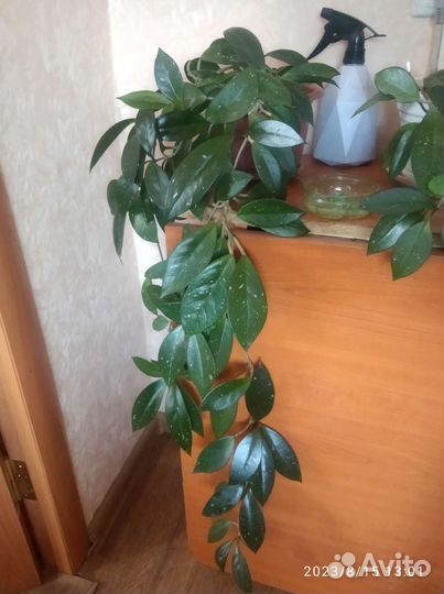 Комнатные растения