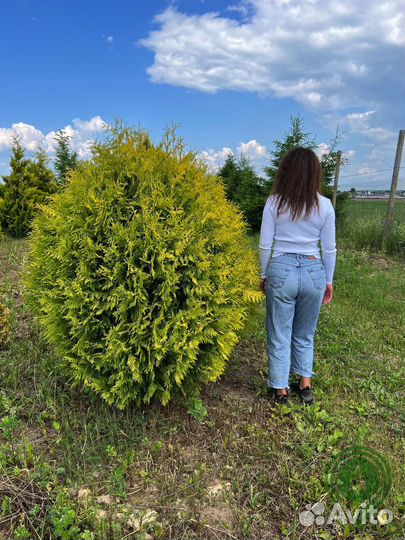 Туи шаровидные