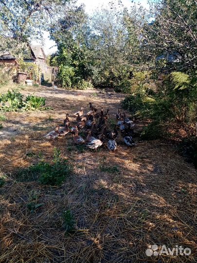 Подсадные утки