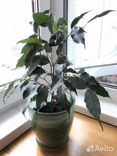Фикус Бенджамина