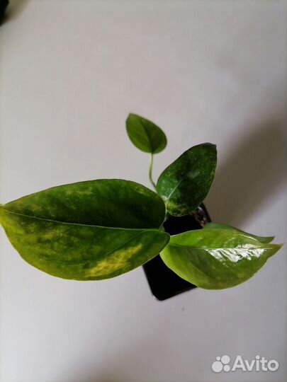 Домашние цветы