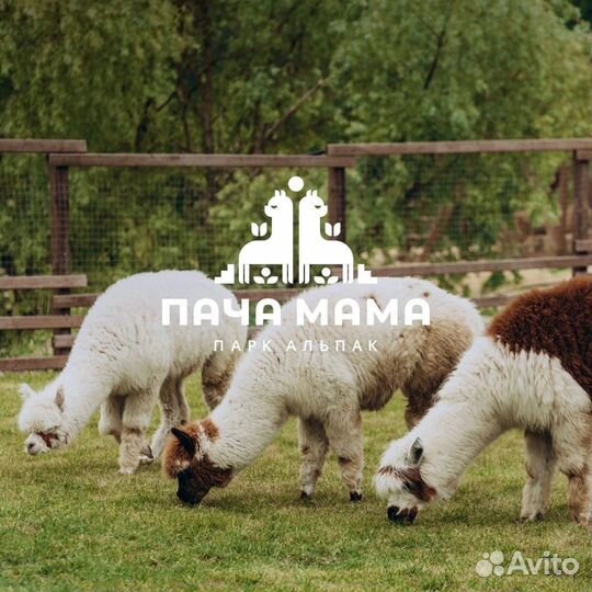 Администратор-кассир в парк Альпак