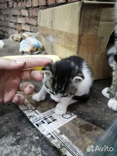 Котята бесплатно тел