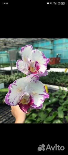 Орхидея сортовая Бабочка