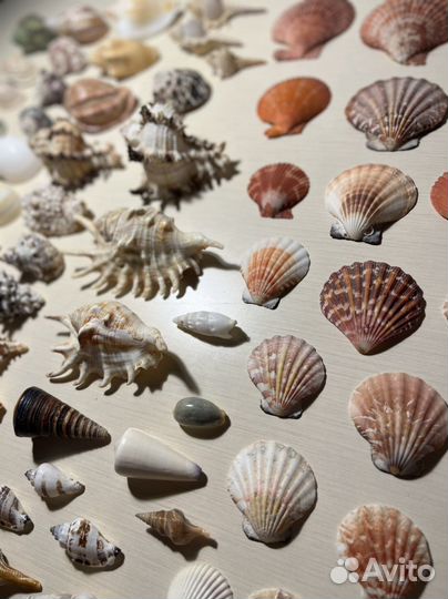 Коллекция ракушек морские ракушки