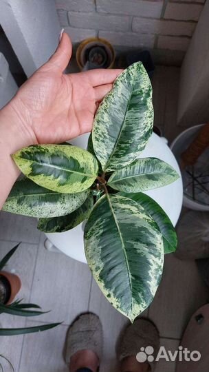 Фикус Шривериана и Мокламе