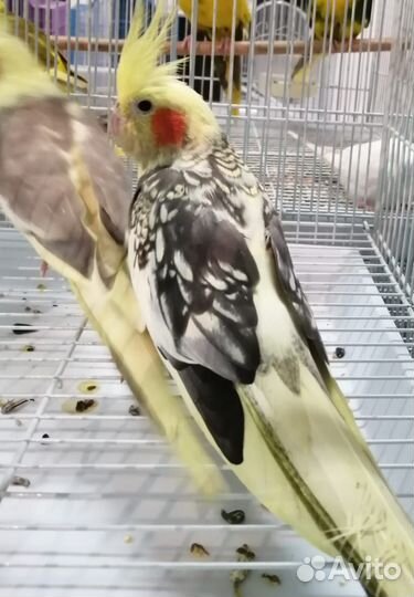 Попугай корелла