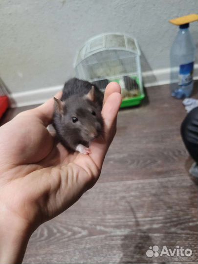Крысята дамбо девочки