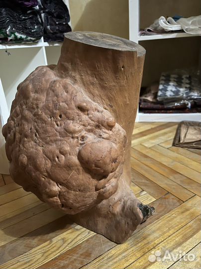 Кап абрикосового дерева