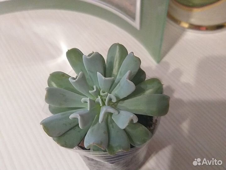 Кактусы и суккуленты