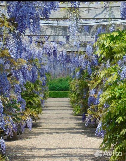 Глициния блю мун до - 40