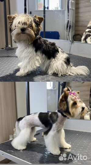 Груминг стрижка собак