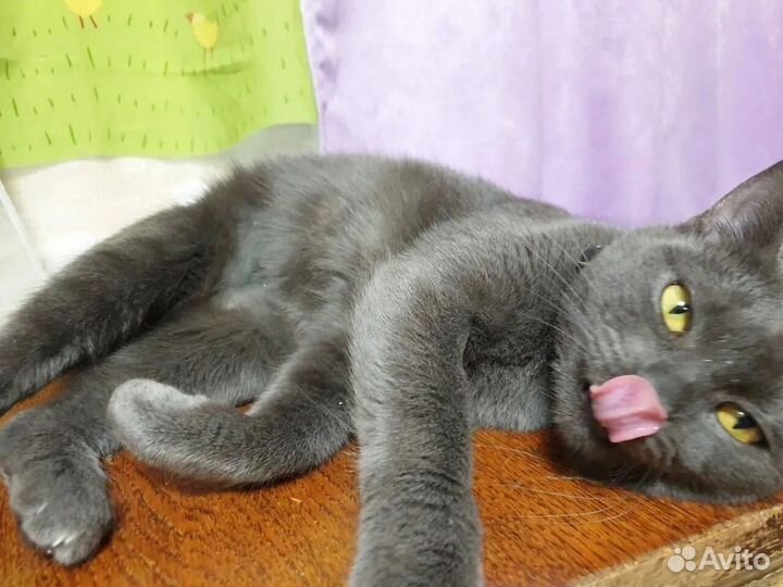 Лия ищет дом