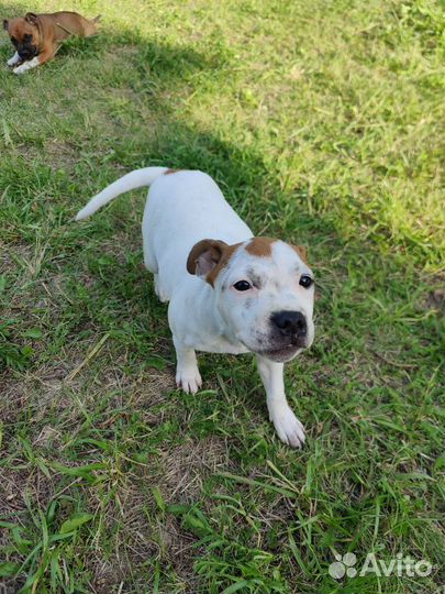 Стаффордширский бультерьер